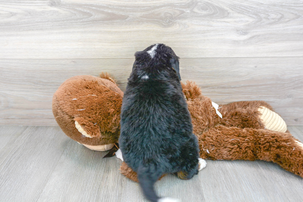 Little Bernadoodle Poodle Mix Puppy