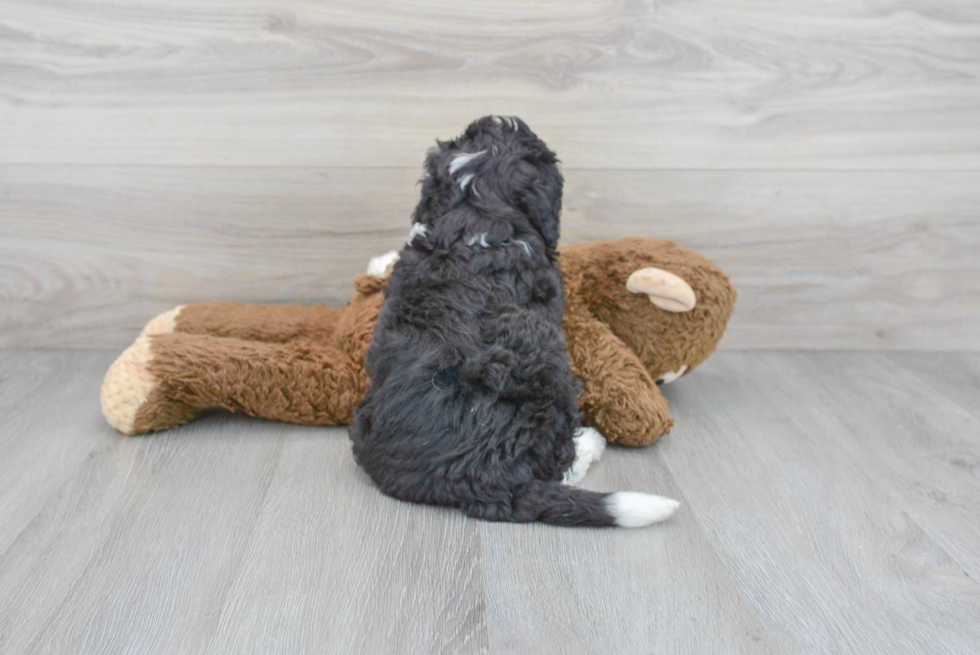 Fluffy Mini Bernedoodle Poodle Mix Pup