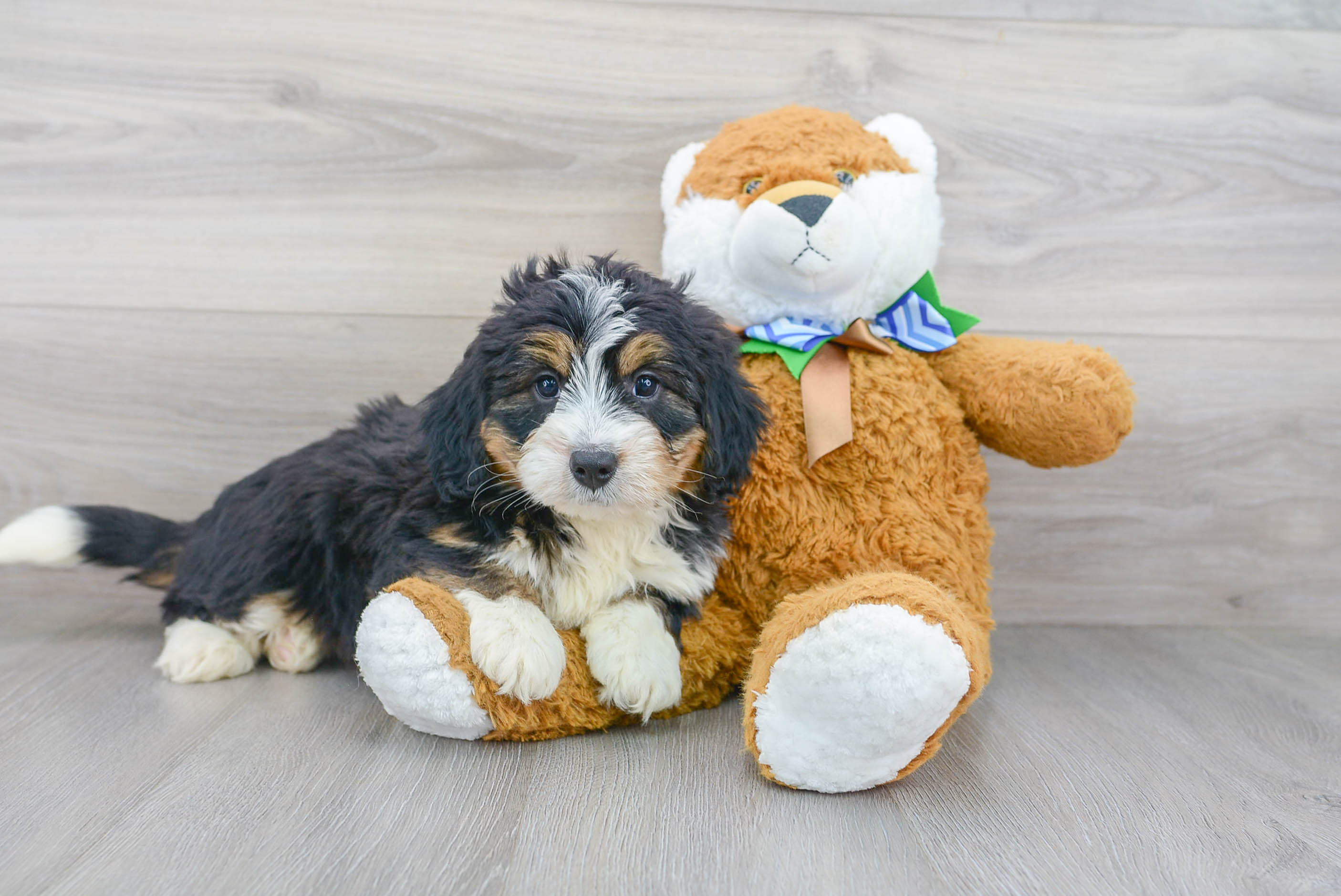 Hypoallergenic Mini Berniedoodle Poodle Mix Puppy