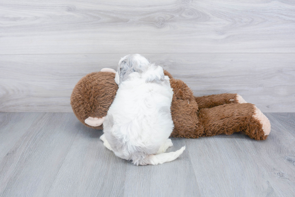 Best Mini Bernedoodle Baby