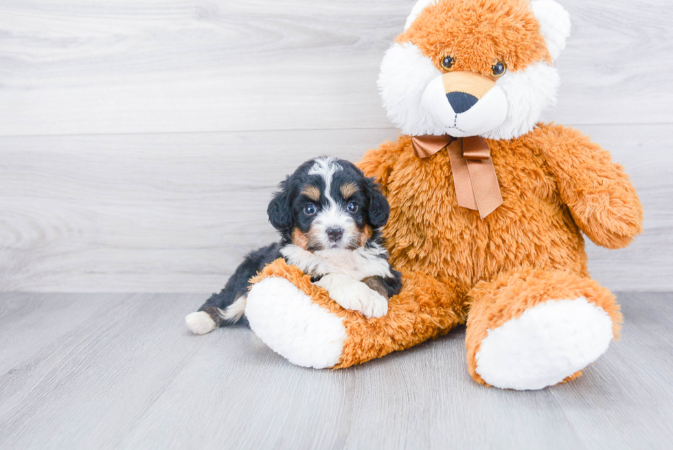 Petite Mini Bernedoodle Poodle Mix Pup