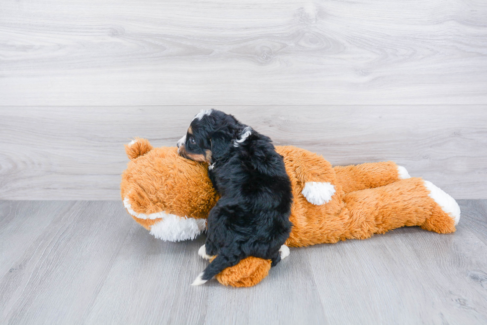 Petite Mini Bernedoodle Poodle Mix Pup