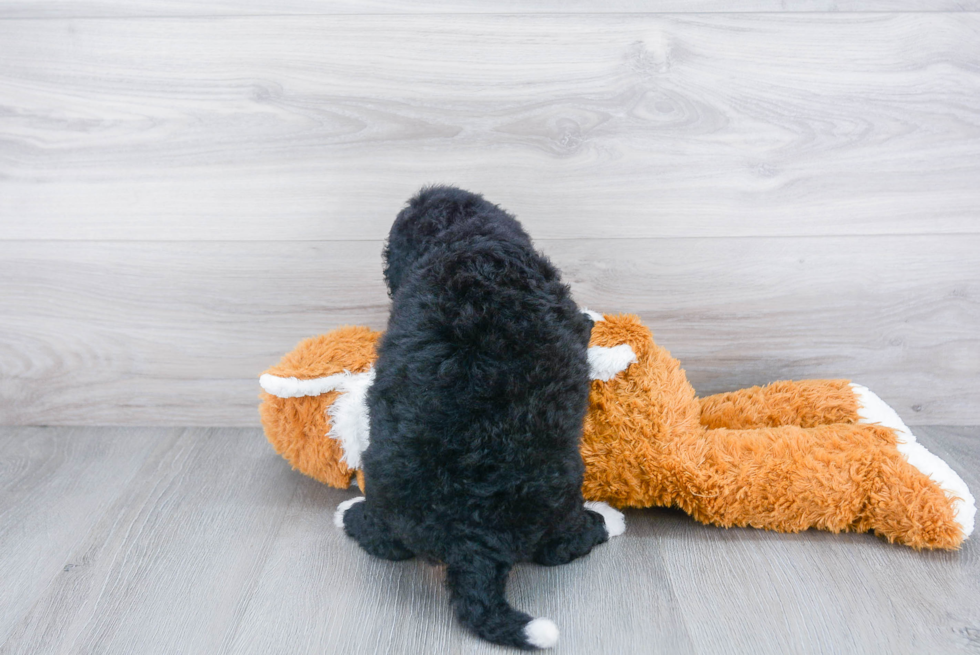 Cute Mini Bernedoodle Baby