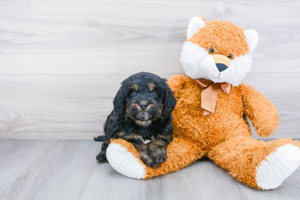 Mini Bernedoodle Puppy for Adoption