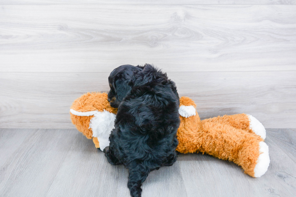 Mini Bernedoodle Puppy for Adoption