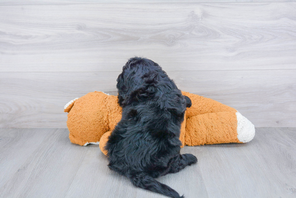 Friendly Mini Bernedoodle Baby