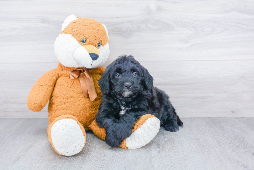 Mini Bernedoodle Pup Being Cute