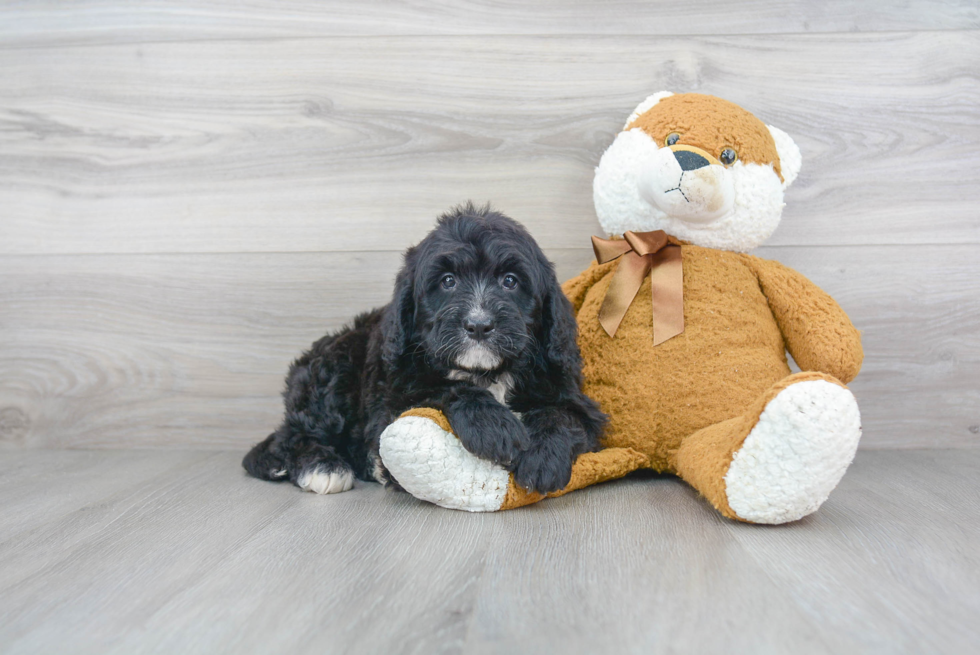 Mini Bernedoodle Puppy for Adoption