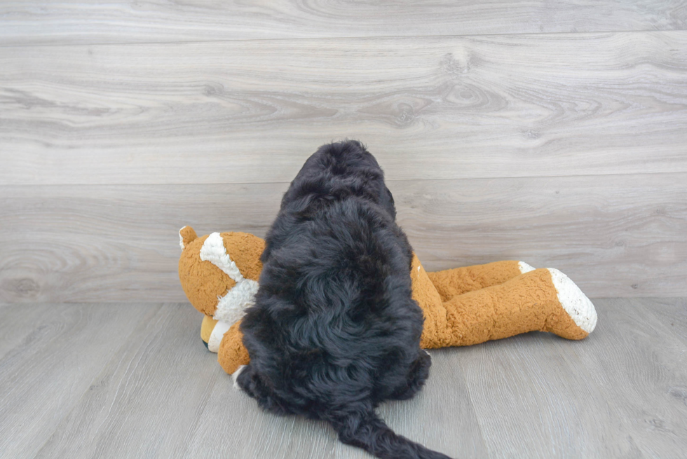 Funny Mini Bernedoodle Poodle Mix Pup