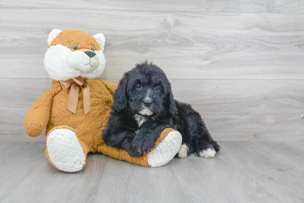 Best Mini Bernedoodle Baby