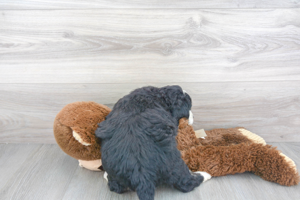 Best Mini Bernedoodle Baby