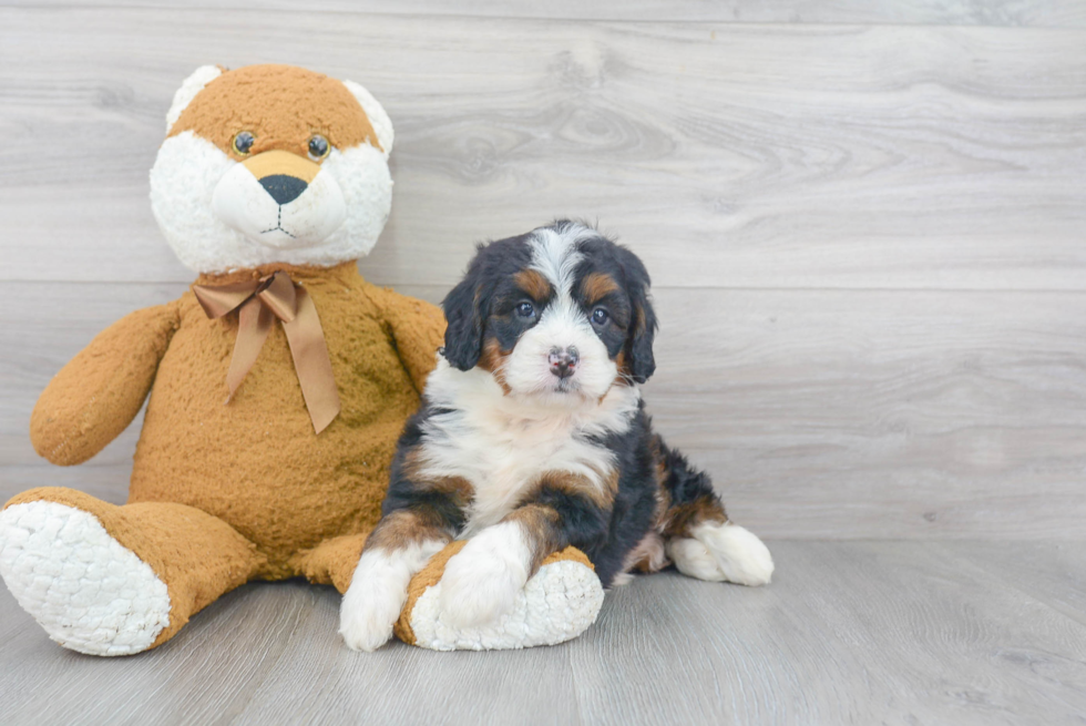 Mini Bernedoodle Puppy for Adoption