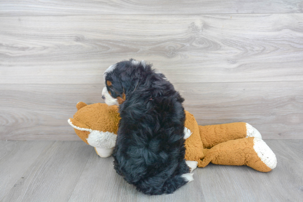 Mini Bernedoodle Puppy for Adoption