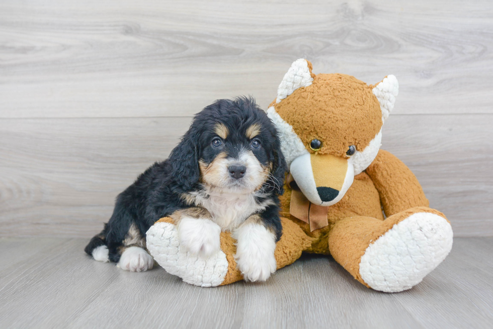 Best Mini Bernedoodle Baby