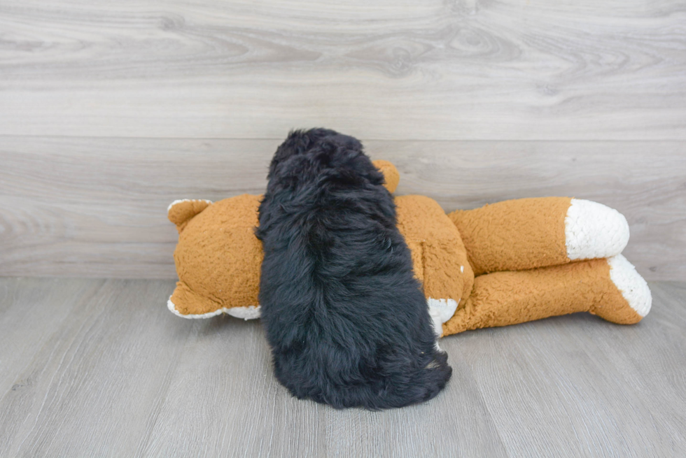 Best Mini Bernedoodle Baby