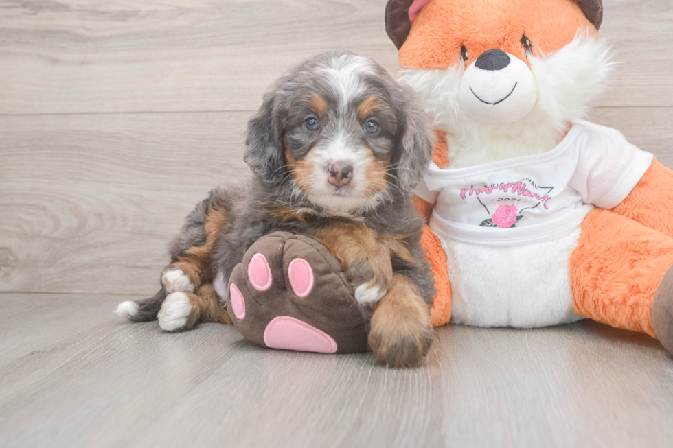Mini Bernedoodle Pup Being Cute