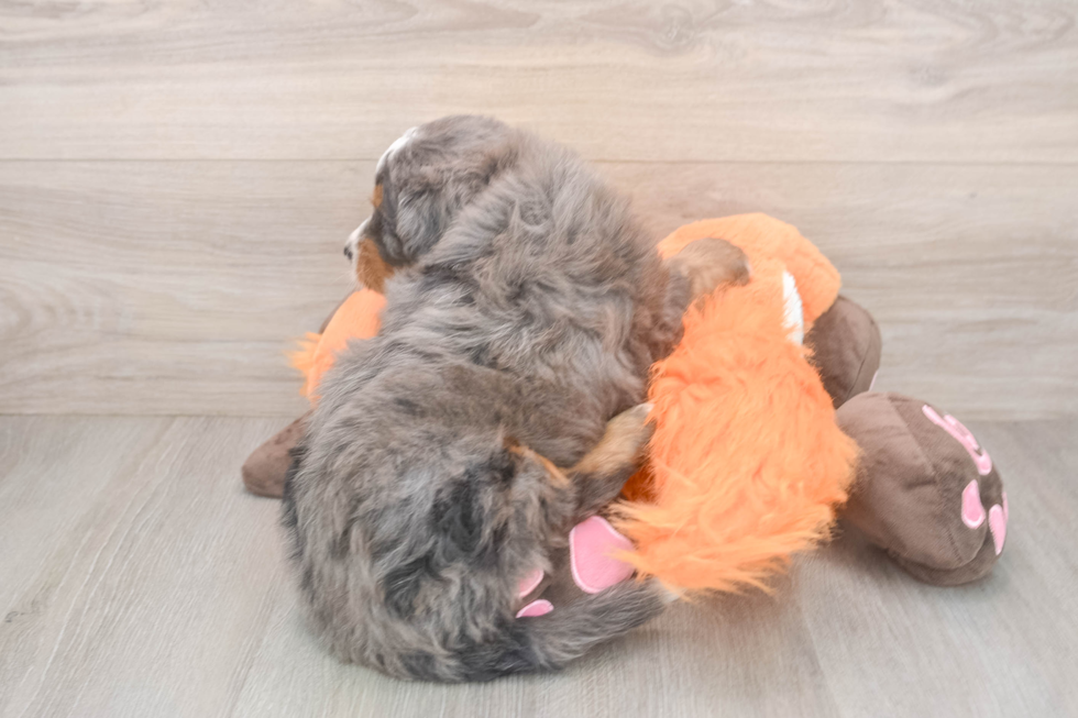 Cute Mini Bernedoodle Baby