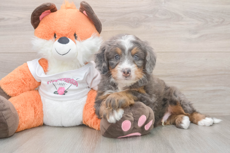Small Mini Bernedoodle Baby