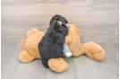 Best Mini Bernedoodle Baby