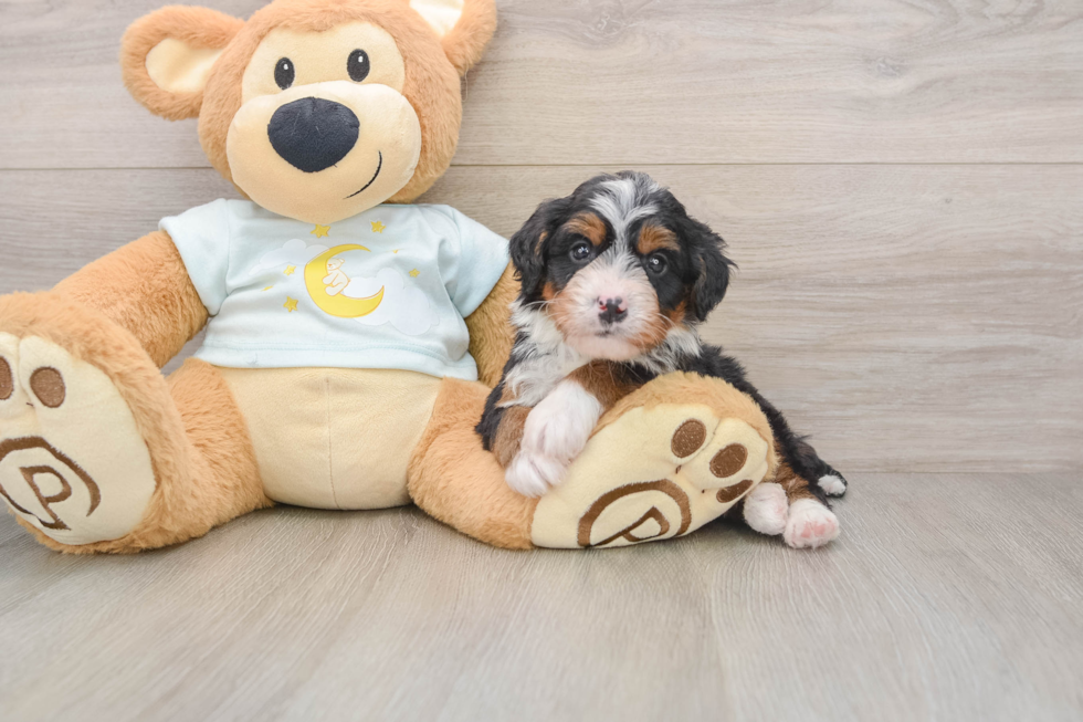 Happy Mini Bernedoodle Baby