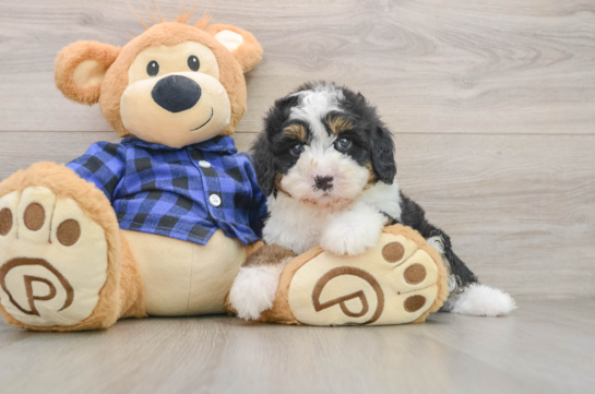 DENALI, a Mini Bernedoodle littermate
