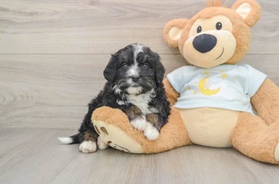 Best Mini Bernedoodle Baby
