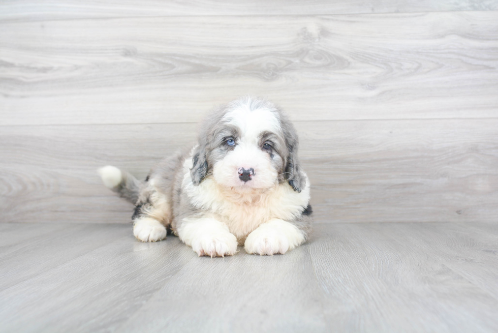 Best Mini Bernedoodle Baby