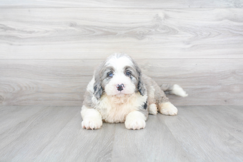 Fluffy Mini Bernedoodle Poodle Mix Pup