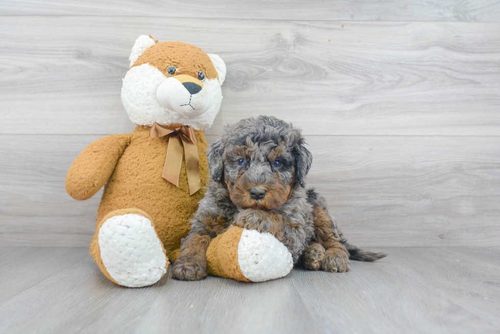 Sweet Mini Bernedoodle Baby