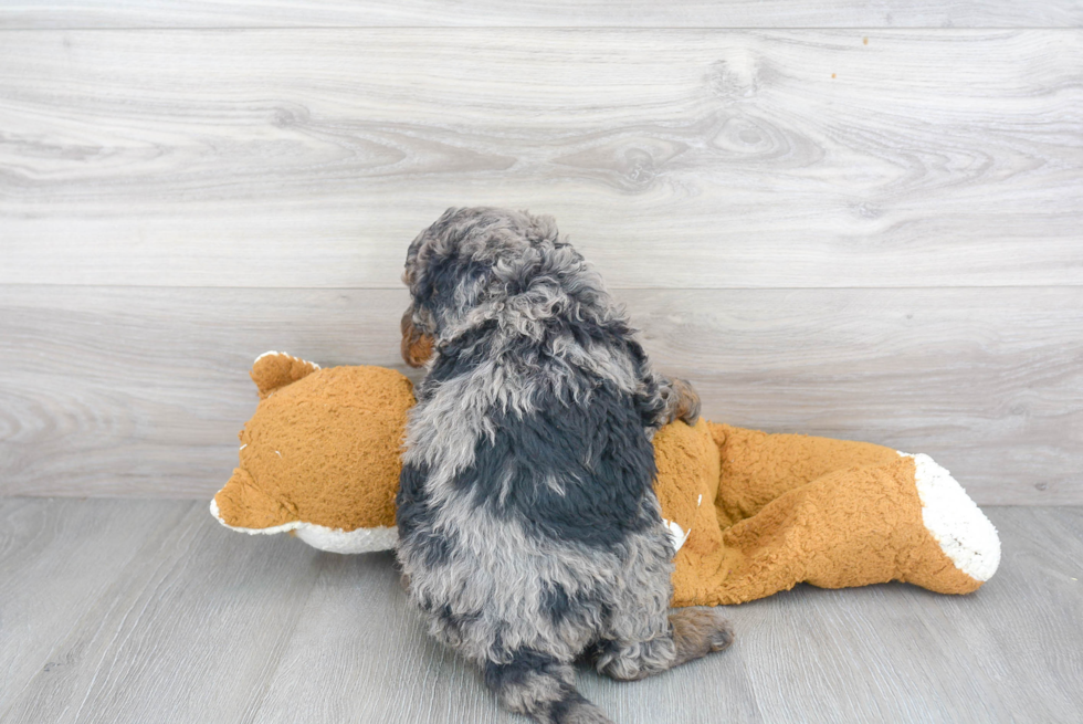 Playful Bernadoodle Poodle Mix Puppy