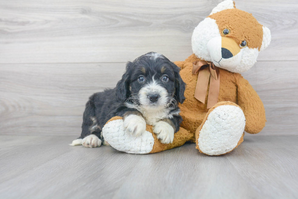 Energetic Mini Berniedoodle Poodle Mix Puppy