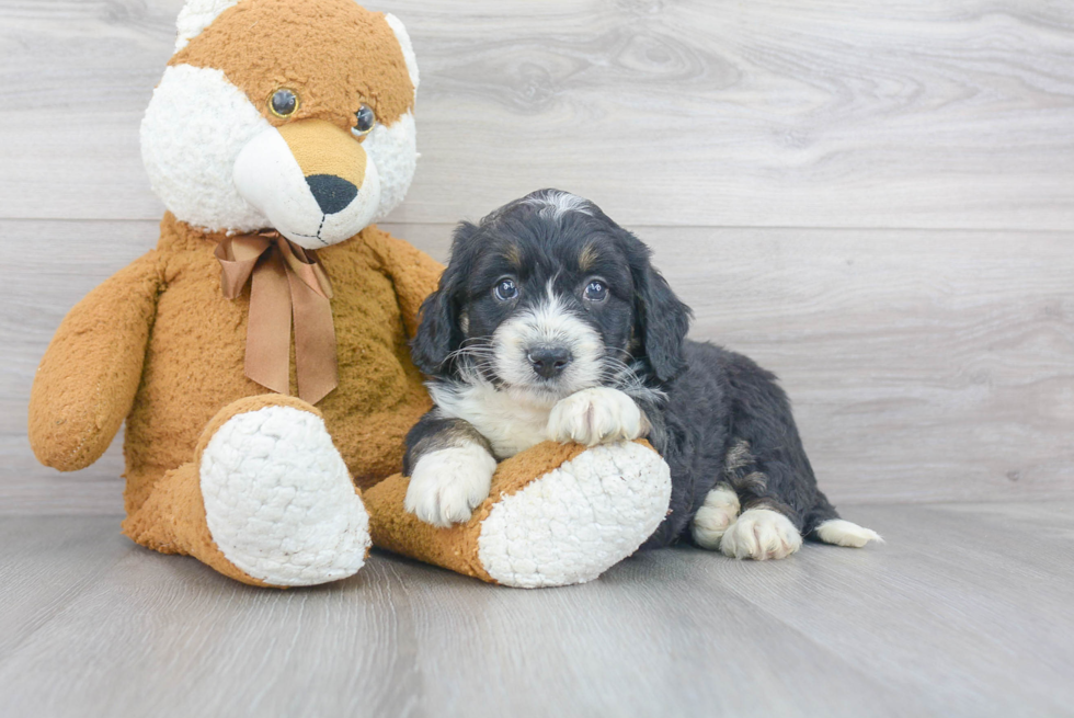 Mini Bernedoodle Puppy for Adoption