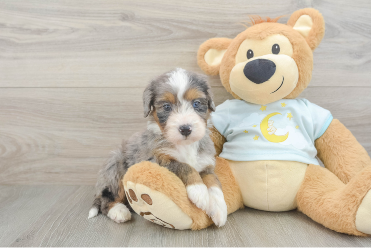 Best Mini Bernedoodle Baby