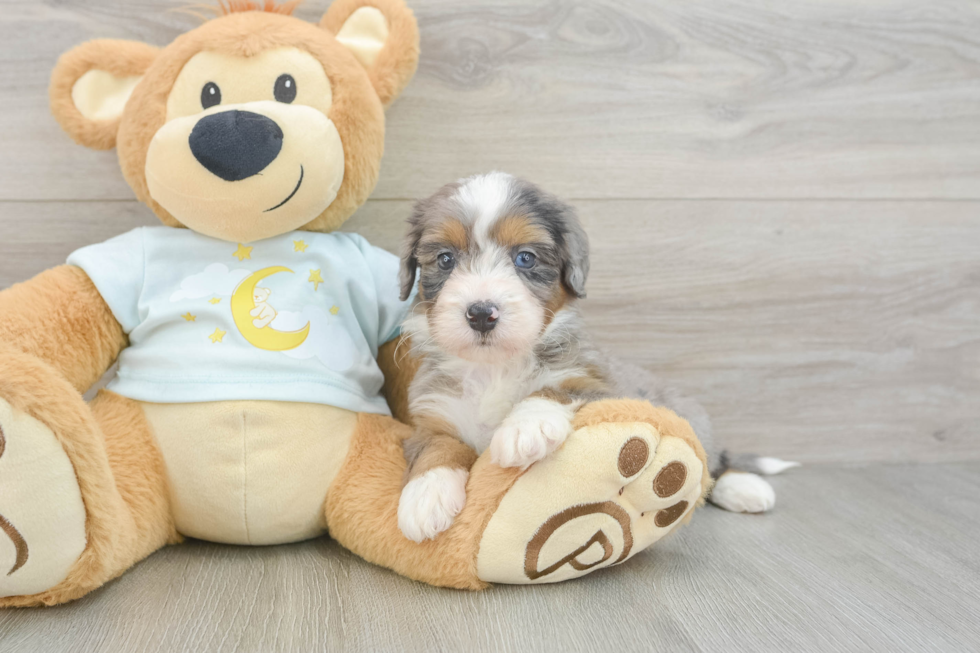 Mini Bernedoodle Pup Being Cute