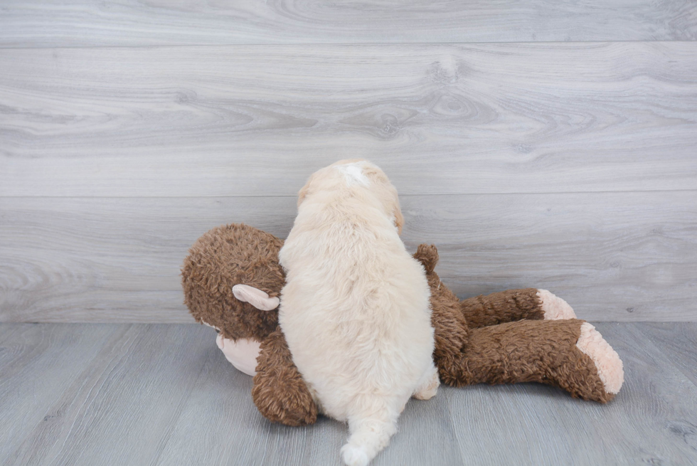 Best Mini Bernedoodle Baby