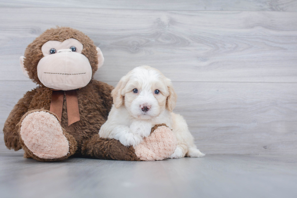 Popular Mini Bernedoodle Poodle Mix Pup