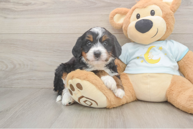 Best Mini Bernedoodle Baby