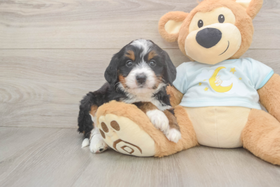 Best Mini Bernedoodle Baby