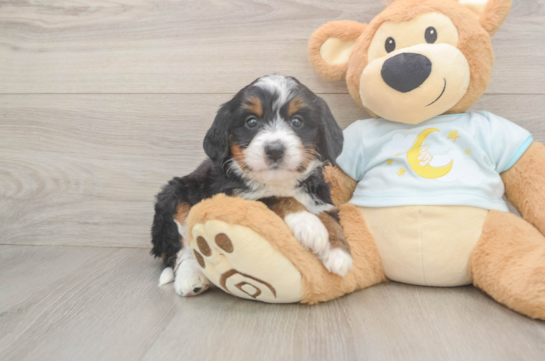 Best Mini Bernedoodle Baby