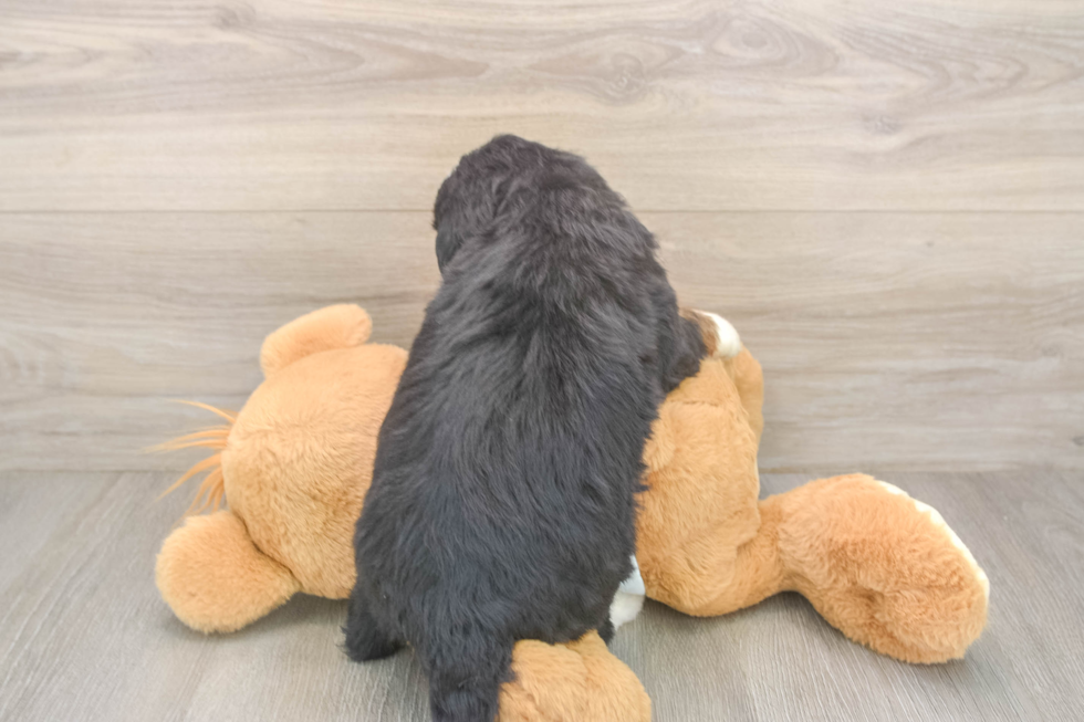 Mini Bernedoodle Pup Being Cute