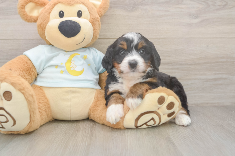Funny Mini Bernedoodle Poodle Mix Pup