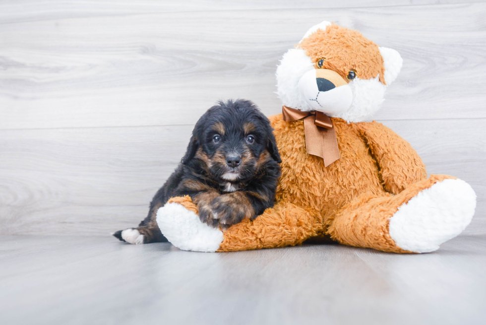 Mini Bernedoodle Puppy for Adoption