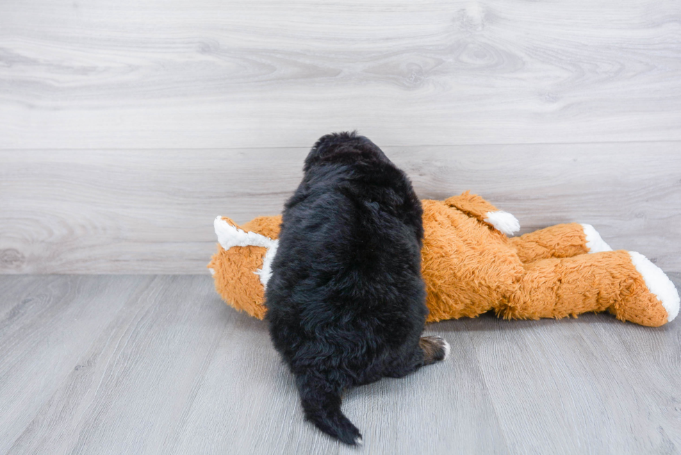 Best Mini Bernedoodle Baby