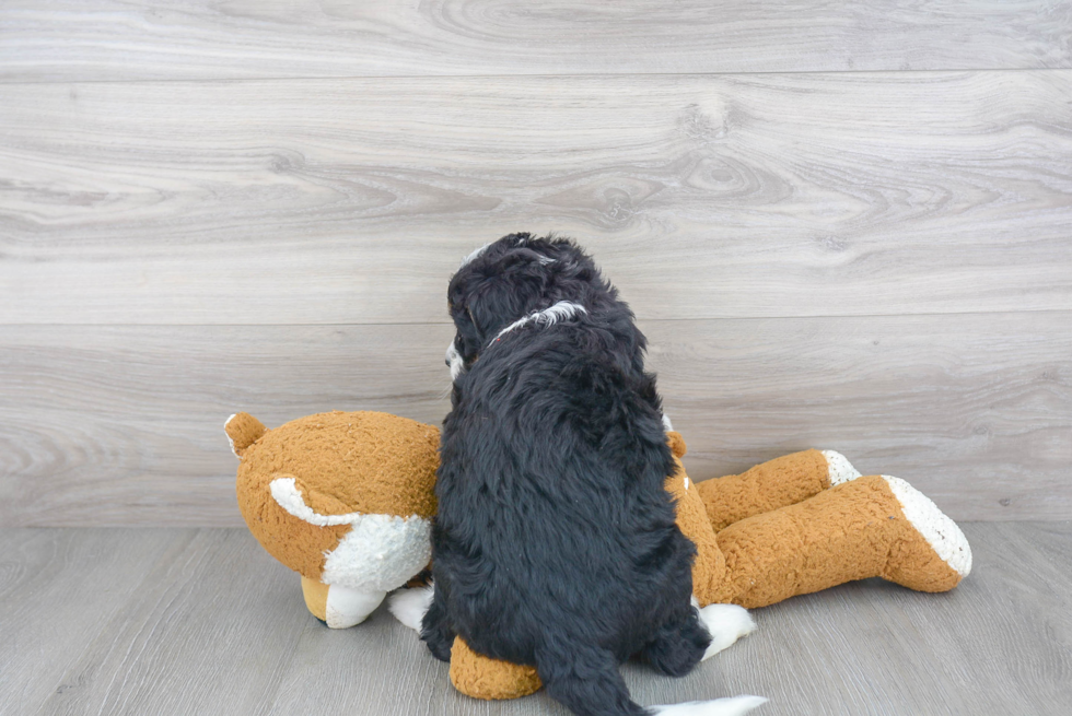 Small Mini Bernedoodle Baby