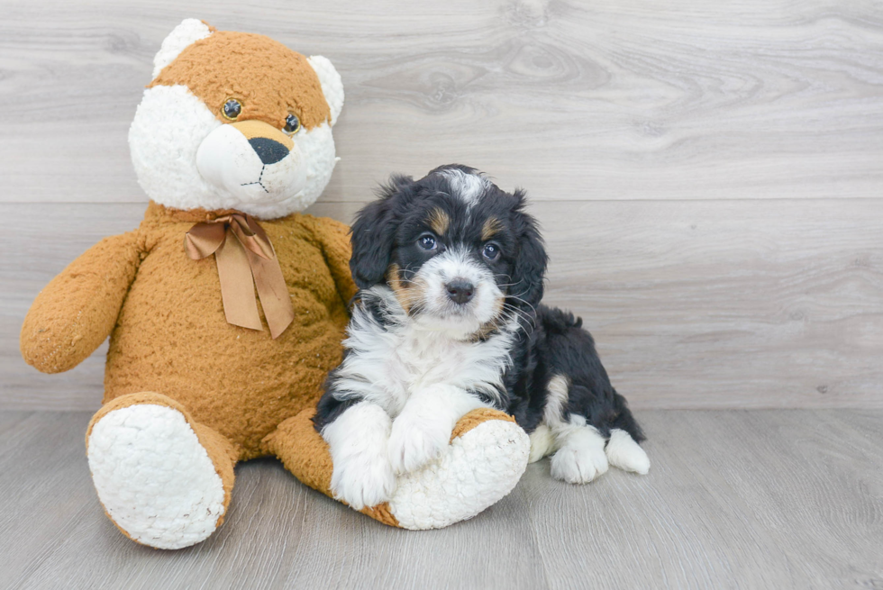 Mini Bernedoodle Puppy for Adoption
