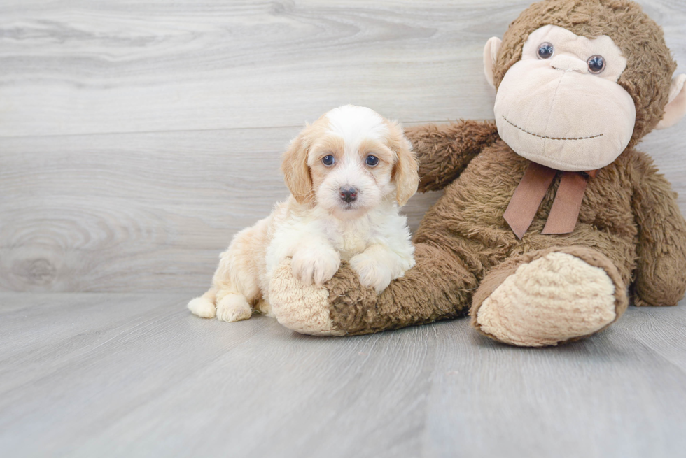 Energetic Bernadoodle Poodle Mix Puppy