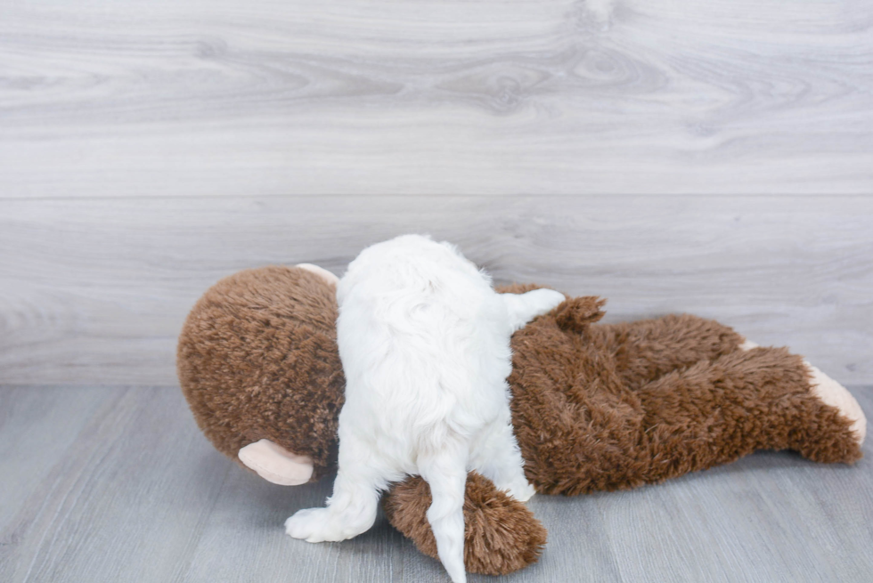 Best Mini Bernedoodle Baby