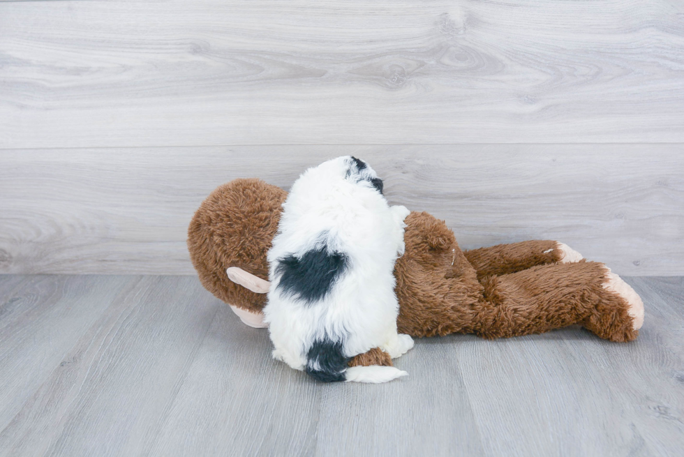 Fluffy Mini Bernedoodle Poodle Mix Pup