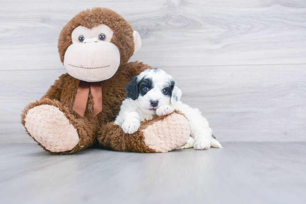 Mini Bernedoodle Pup Being Cute