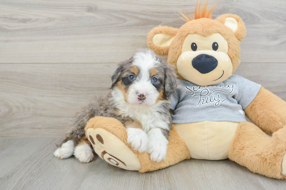 Happy Mini Bernedoodle Baby